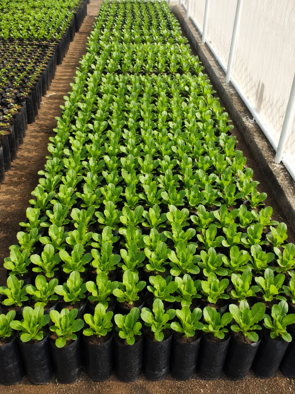 Alumnos del CRB cultivando plántulas en el invernadero escolar