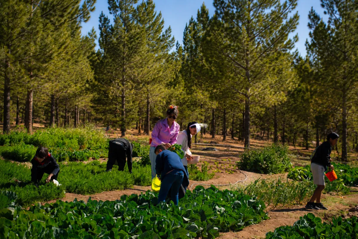 Milpa del CRB con cultivo activo y educación agroecológica